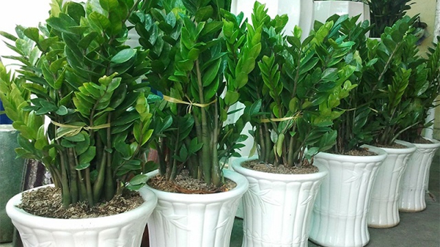 Người mệnh này đại kỵ không được trồng cây kim tiền trong nhà nếu không muốn 'tán gia bại sản'- Ảnh 2.