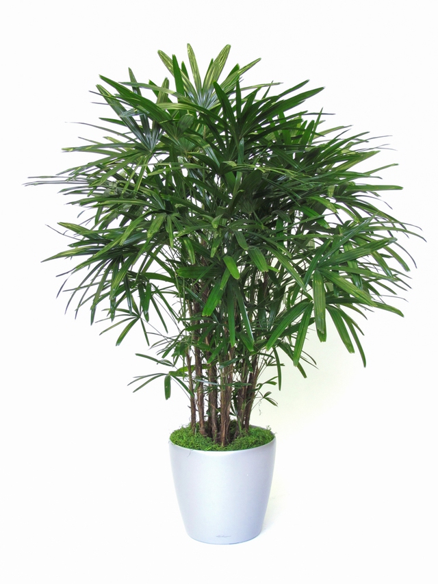 Top cây cảnh khử độc không khí trong nhà hiệu quả- Ảnh 4.