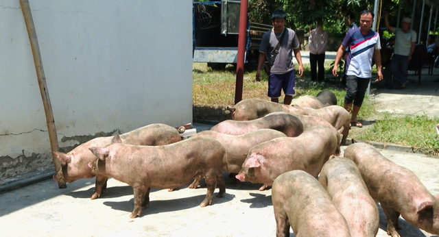 Cao điểm dịch tả lợn châu Phi, tiểu thương lén lút tiêu thụ lợn hơi, thực phẩm đông lạnh giữa đêm- Ảnh 2.
