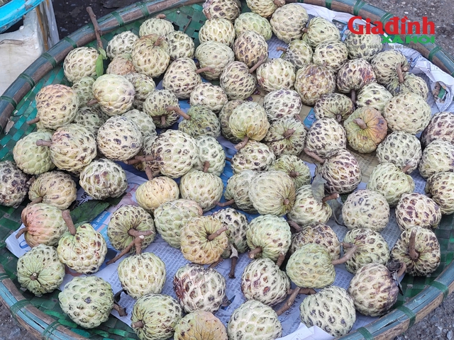 Na 'dởm' gắn mác Đồng Bành bán đầy chợ Việt, giá chỉ 20.000 đồng/kg- Ảnh 3. Na 'dởm' gắn mác Đồng Bành bán đầy chợ Việt, giá chỉ 20.000 đồng/kg- Ảnh 3.