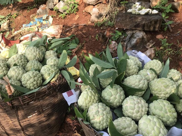Na 'dởm' gắn mác Đồng Bành bán đầy chợ Việt, giá chỉ 20.000 đồng/kg- Ảnh 4. Na 'dởm' gắn mác Đồng Bành bán đầy chợ Việt, giá chỉ 20.000 đồng/kg- Ảnh 4.
