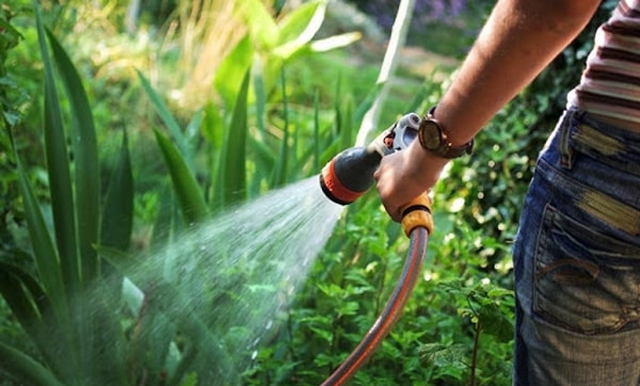 Dùng những loại nước này tưới cây, cây 'lớn nhanh như thổi'- Ảnh 2.