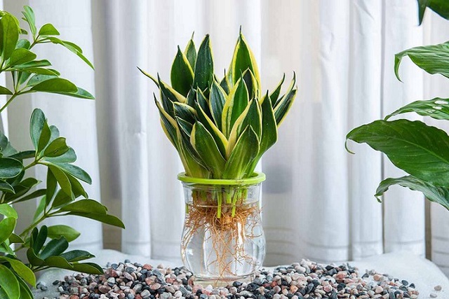 Xua đuổi ‘vận đen’ tháng 'cô hồn' và cả quanh năm bằng các loại cây cảnh trừ tà nhưng tuyệt đẹp sau- Ảnh 2.