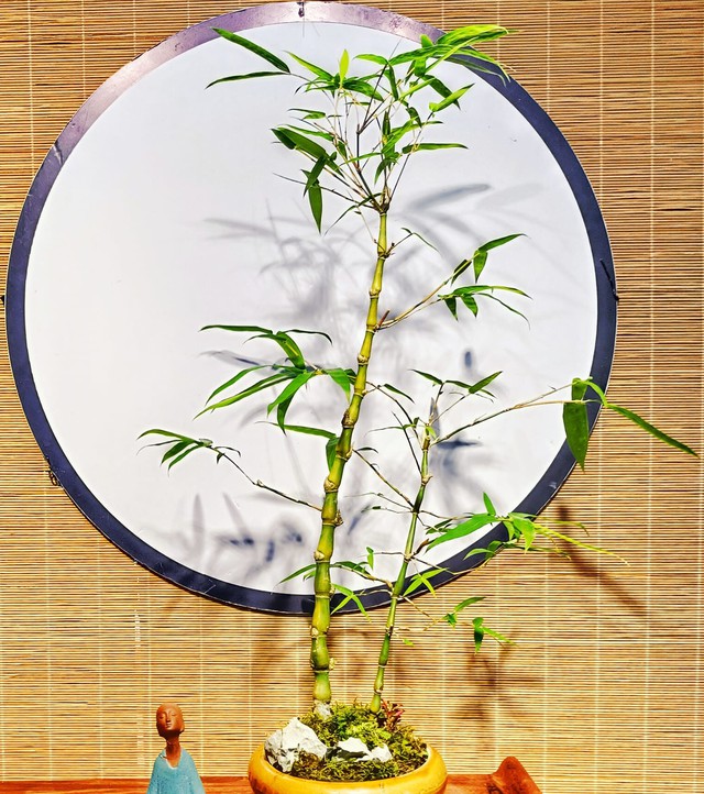 Xua đuổi ‘vận đen’ tháng 'cô hồn' và cả quanh năm bằng các loại cây cảnh trừ tà nhưng tuyệt đẹp sau- Ảnh 3.