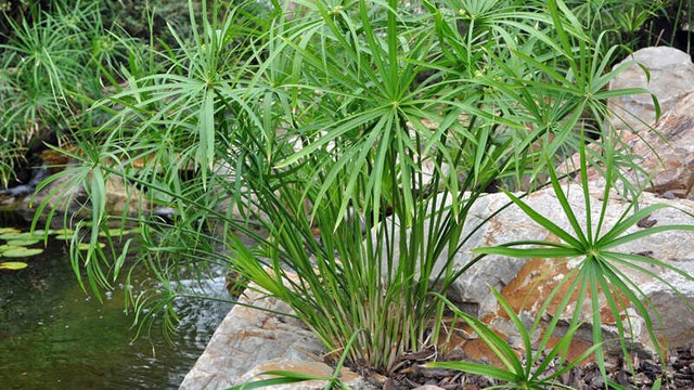 cay-thuy-truc-y-nghia-phong-thuy-va-cach-cham-soc-hieu-qua-202202141313590286-17557624463791866201564.jpg