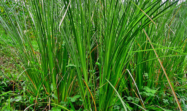co-vetiver1-17557624056101596291526.png