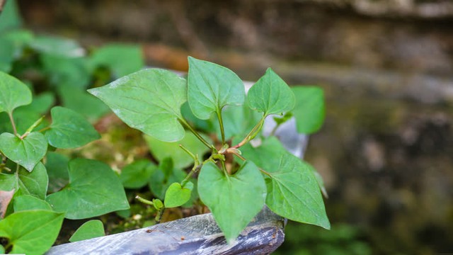 Bất ngờ loại rau được mệnh danh là 'vua thải độc gan', bán đầy ở chợ Việt, giá rẻ như cho- Ảnh 2.