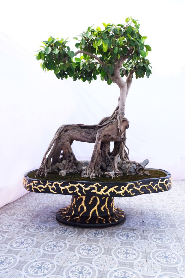Đặt cây đa cảnh tại vị trí này ngăn chặn các năng lượng tiêu cực xâm nhập, đồng thời thu hút vượng khí vào nhà- Ảnh 4. Đặt cây đa cảnh tại vị trí này ngăn chặn các năng lượng tiêu cực xâm nhập, đồng thời thu hút vượng khí vào nhà- Ảnh 4.