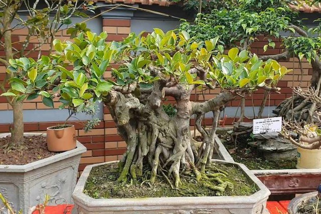 Đặt cây đa cảnh tại vị trí này ngăn chặn các năng lượng tiêu cực xâm nhập, đồng thời thu hút vượng khí vào nhà- Ảnh 2. Đặt cây đa cảnh tại vị trí này ngăn chặn các năng lượng tiêu cực xâm nhập, đồng thời thu hút vượng khí vào nhà- Ảnh 2.