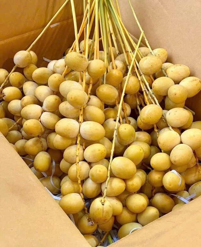 Quả chà là tươi xuất hiện nhiều ở chợ Việt được ví như 'hạt ngọc của sa mạc': Nên ăn chà là tươi hay khô mới tốt cho sức khỏe?- Ảnh 1. Quả chà là tươi xuất hiện nhiều ở chợ Việt được ví như 'hạt ngọc của sa mạc': Nên ăn chà là tươi hay khô mới tốt cho sức khỏe?- Ảnh 1.