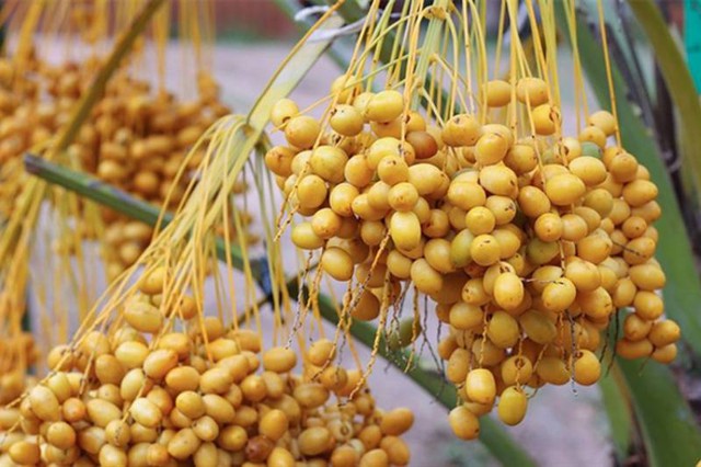 Quả chà là tươi xuất hiện nhiều ở chợ Việt được ví như 'hạt ngọc của sa mạc': Nên ăn chà là tươi hay khô mới tốt cho sức khỏe?- Ảnh 3. Quả chà là tươi xuất hiện nhiều ở chợ Việt được ví như 'hạt ngọc của sa mạc': Nên ăn chà là tươi hay khô mới tốt cho sức khỏe?- Ảnh 3.