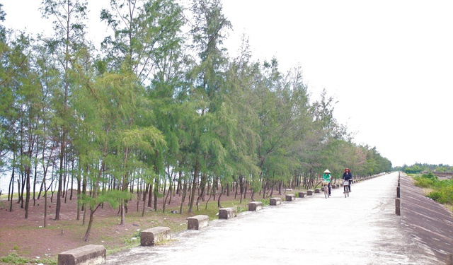 cay-phi-lao-thumb-17561141510072027295018.jpg