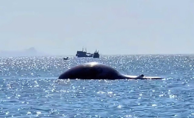 ca-voi-17542312942991536291808.jpg