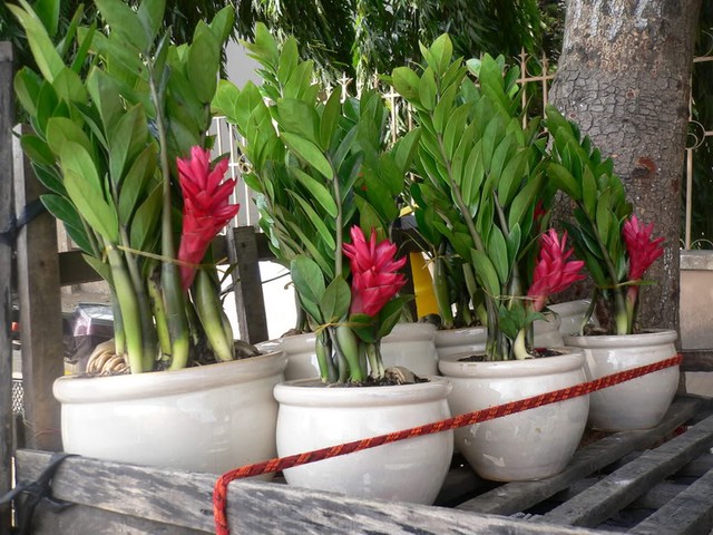 Bí quyết trồng cây kim tiền ra hoa, tài lộc ùn ùn kéo đến - Ảnh 2.