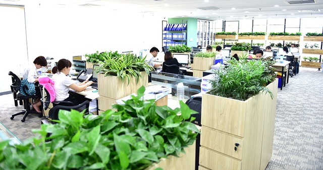 cho-thue-cay-canh-van-phong-o-thu-duc-gia-re-17544688677621727025942.jpg