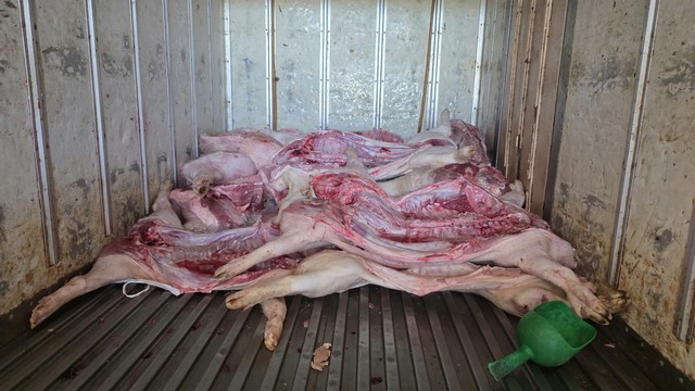 Cận cảnh đàn lợn xuất huyết da vì nhiễm dịch tả lợn châu Phi suýt đến tay người tiêu dùng- Ảnh 5. Cận cảnh đàn lợn xuất huyết da vì nhiễm dịch tả lợn châu Phi suýt đến tay người tiêu dùng- Ảnh 5.