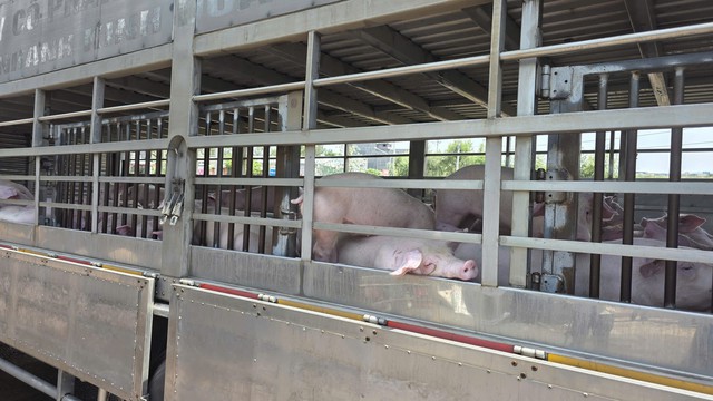 Cận cảnh đàn lợn xuất huyết da vì nhiễm dịch tả lợn châu Phi suýt đến tay người tiêu dùng- Ảnh 2. Cận cảnh đàn lợn xuất huyết da vì nhiễm dịch tả lợn châu Phi suýt đến tay người tiêu dùng- Ảnh 2.