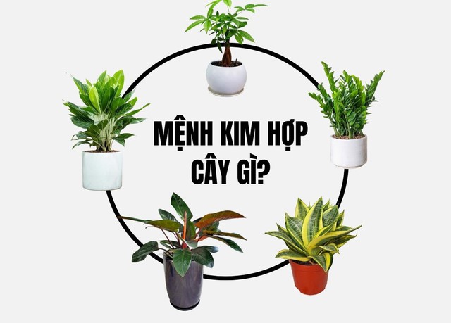 Top cây cảnh phòng lãnh đạo mệnh Kim hợp phong thủy  mang vượng khí, bình an và hút lộc- Ảnh 2.