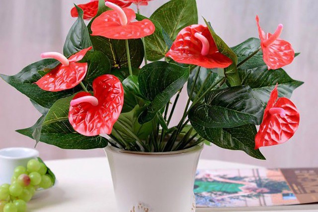 Loại hoa 'hộ mệnh' đáng trồng để giải điều xấu - Ảnh 5. Loại hoa 'hộ mệnh' đáng trồng để giải điều xấu - Ảnh 5.
