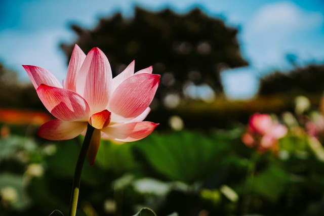 Loại hoa 'hộ mệnh' đáng trồng để giải điều xấu - Ảnh 1. Loại hoa 'hộ mệnh' đáng trồng để giải điều xấu - Ảnh 1.