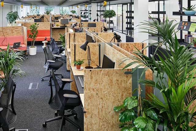 Loài cây hóa giải sát khí trong văn phòng làm việc giảm stress hiệu quả - Ảnh 2.
