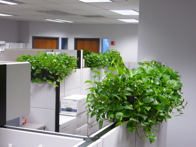 Loài cây hóa giải sát khí trong văn phòng làm việc giảm stress hiệu quả - Ảnh 4.