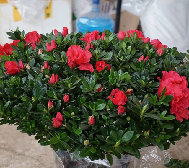 Cây cảnh hóa giải phong thủy xấu ở ban công mang đến vượng khí - Ảnh 3. Cây cảnh hóa giải phong thủy xấu ở ban công mang đến vượng khí - Ảnh 3.