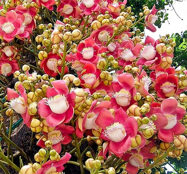 Cây cảnh hóa giải phong thủy xấu ở ban công mang đến vượng khí - Ảnh 2. Cây cảnh hóa giải phong thủy xấu ở ban công mang đến vượng khí - Ảnh 2.