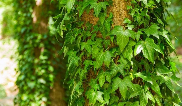 Tác dụng phong thủy của cây thường xuân: Đuổi tà và mang lại may mắn - Ảnh 2.