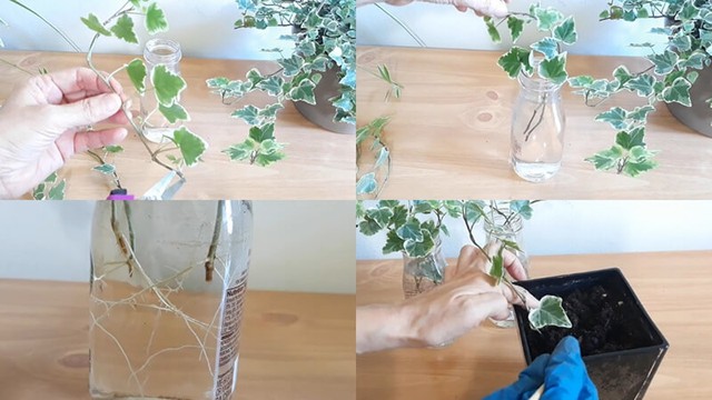 Tác dụng phong thủy của cây thường xuân: Đuổi tà và mang lại may mắn - Ảnh 4.