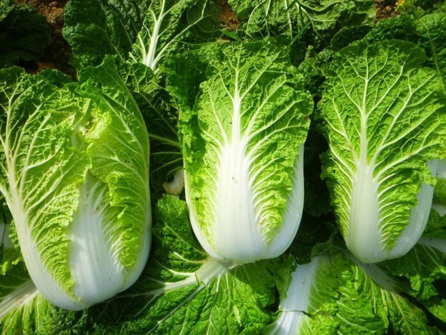 Loại rau thích hợp trồng mùa thu đông - Ảnh 4.