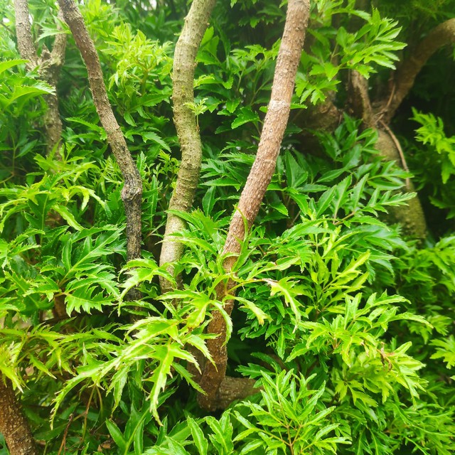 Trồng đinh lăng đúng chỗ này, tiền vào như nước, giàu có 3 đời - Ảnh 1. Trồng đinh lăng đúng chỗ này, tiền vào như nước, giàu có 3 đời - Ảnh 1.