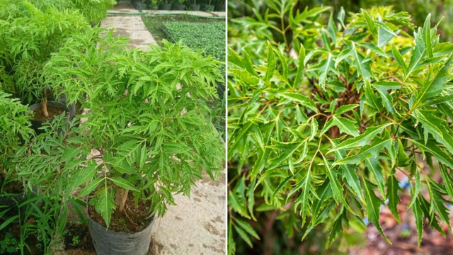 Trồng đinh lăng đúng chỗ này, tiền vào như nước, giàu có 3 đời - Ảnh 3. Trồng đinh lăng đúng chỗ này, tiền vào như nước, giàu có 3 đời - Ảnh 3.