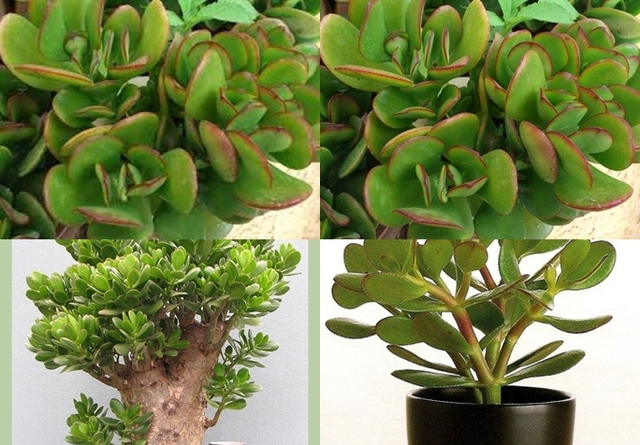 Vì sao nên để cây cảnh ở cầu thang? Top cây cảnh để cầu thang giúp căn nhà trở nên ấn tượng - Ảnh 3. Vì sao nên để cây cảnh ở cầu thang? Top cây cảnh để cầu thang giúp căn nhà trở nên ấn tượng - Ảnh 3.