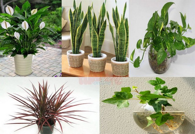 5-cay-phong-thuy-1456729242-1758874610457794121789.jpg