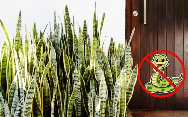 Cây lưỡi hổ có thật sự đuổi rắn không? - Ảnh 2.