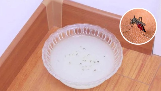 Chỉ cần đặt thứ này trong nhà, ruồi không dám bén mảng tới - Ảnh 3.