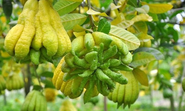 Ban công trồng cây này, đảm bảo tiêu tiền không hết - Ảnh 1. Ban công trồng cây này, đảm bảo tiêu tiền không hết - Ảnh 1.