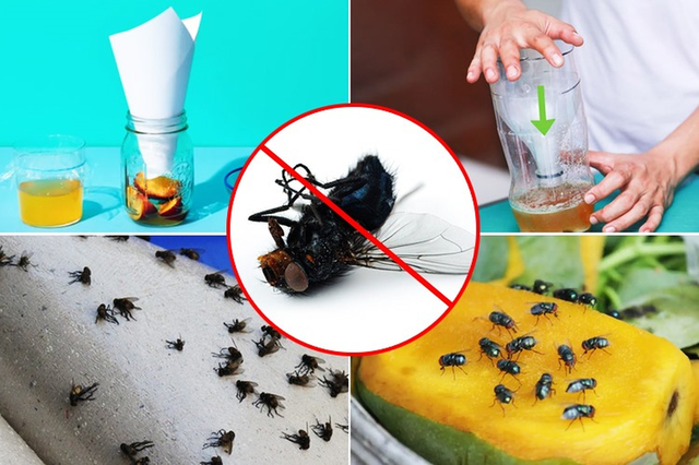 Chỉ cần đặt thứ này trong nhà, ruồi không dám bén mảng tới - Ảnh 1.