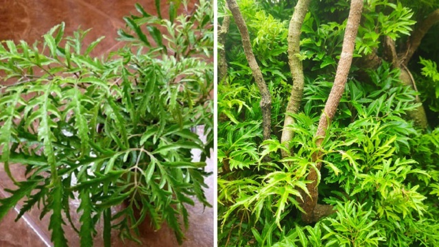 Cây đinh lăng ra hoa là điềm báo xấu hay tốt? - Ảnh 1. Cây đinh lăng ra hoa là điềm báo xấu hay tốt? - Ảnh 1.