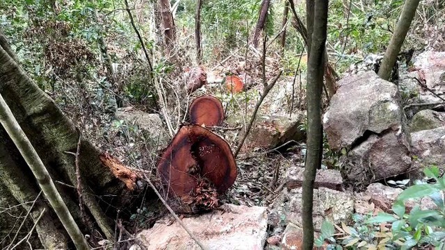 Phá rừng Thái Nguyên: Vườn Quốc gia Ba Bể báo động 41 cây gỗ nghiến bị chặt hạ - Ảnh 1. Phá rừng Thái Nguyên: Vườn Quốc gia Ba Bể báo động 41 cây gỗ nghiến bị chặt hạ - Ảnh 1.