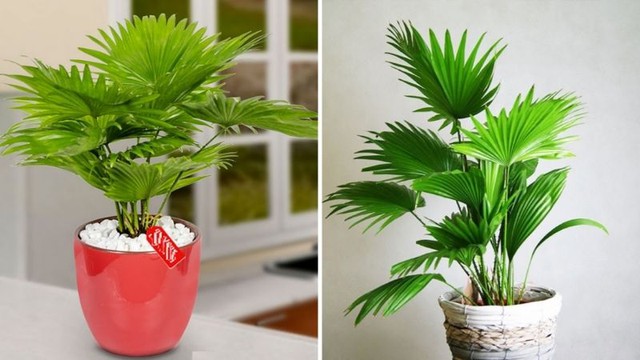 Đây là lý do nên đặt cây xanh này trong nhà để hóa giải sát khí từ góc nhọn - Ảnh 6. Đây là lý do nên đặt cây xanh này trong nhà để hóa giải sát khí từ góc nhọn - Ảnh 6.