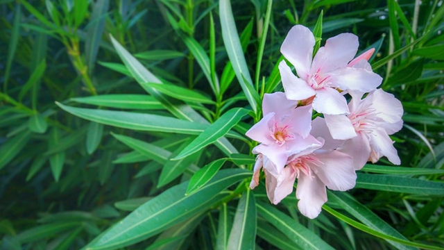 Loại cây mang âm khí, xui xẻo bạn cần biết để tránh rước họa - Ảnh 5. Loại cây mang âm khí, xui xẻo bạn cần biết để tránh rước họa - Ảnh 5.