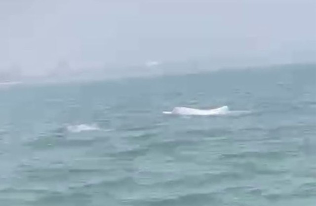Video c&aacute; heo trắng bất ngờ xuất hiện tại biển Sầm Sơn - Ảnh 1.