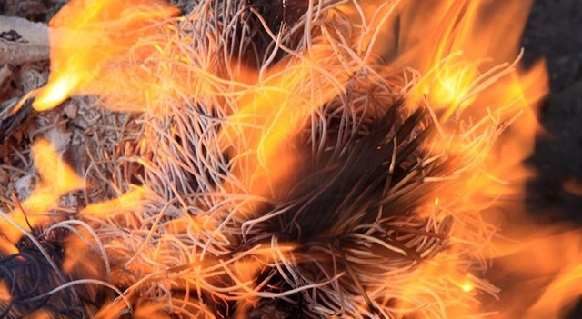 Ch&aacute;y b&aacute;t nhang Thần t&agrave;i điềm l&agrave;nh hay dữ?  - Ảnh 3.