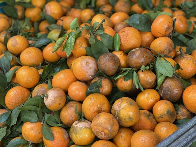 Loại qu&yacute;t m&atilde; r&aacute;m c&oacute; g&igrave; đặc biệt m&agrave; khiến tiểu thương Việt nhập h&agrave;ng tạ mỗi ng&agrave;y - Ảnh 4.