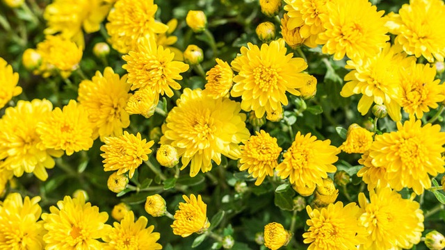 &Yacute; nghĩa của c&aacute;c lo&agrave;i hoa sử dụng trong tang lễ - Ảnh 1.