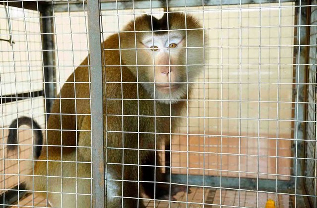 Khỉ đuôi lợn quý hiếm đi lạc vào vườn nhà dân - Ảnh 1. Khỉ đuôi lợn quý hiếm đi lạc vào vườn nhà dân - Ảnh 1.