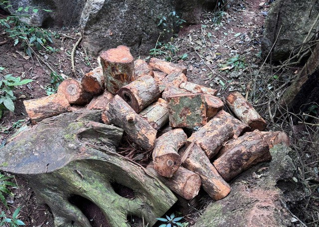 Th&aacute;i Nguy&ecirc;n ph&aacute;t hiện 2 đối tượng X&acirc;m hại rừng đặc dụng Thần Sa tr&aacute;i ph&eacute;p - Ảnh 1.