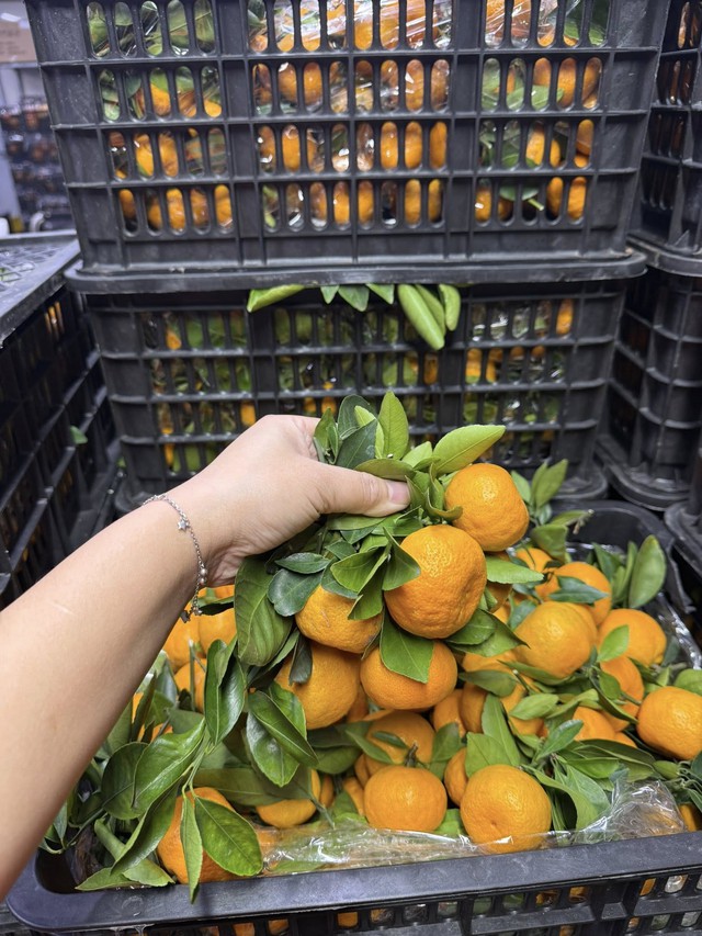 Qu&yacute;t gi&aacute; rẻ b&aacute;n đầy thị trường, tiểu thương bật m&iacute; &lsquo;b&iacute; k&iacute;p&rsquo; ph&acirc;n biệt h&agrave;ng Việt Nam v&agrave; h&agrave;ng Trung Quốc - Ảnh 3.